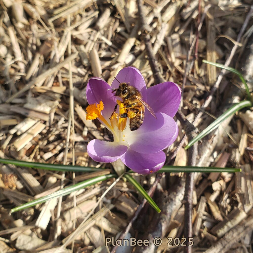 Abeille sur crocus en Février